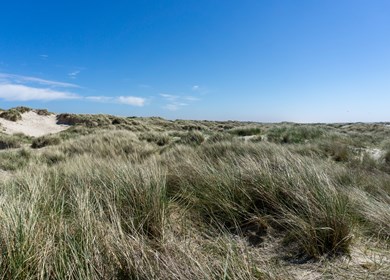 Blick auf hohe Sanddünen mit Schilf und Gräsern unter blauem Himmel