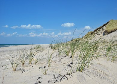 Küstenlandschaft im nationalpark thy, nord jütland